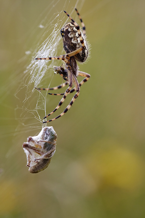 A spider catching food