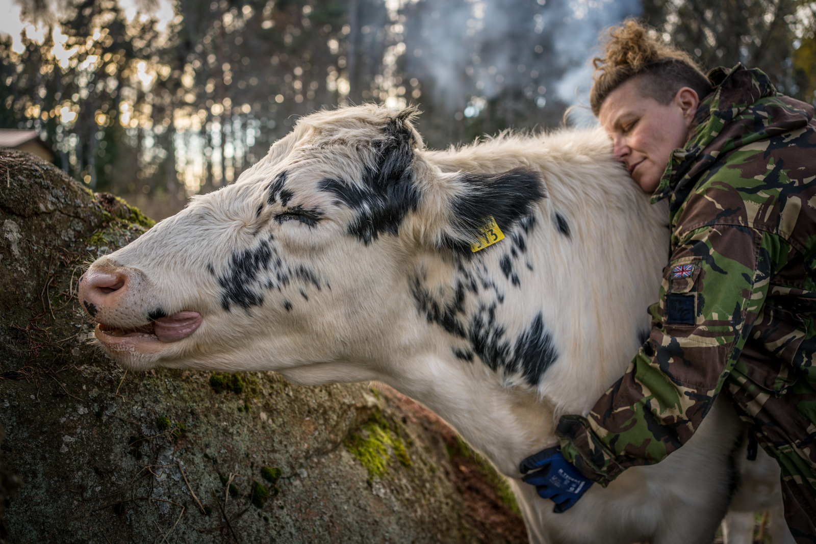 Nainen halaa lehmää.