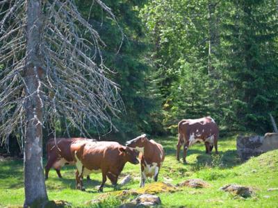 Lehmiä laiduntamassa metsäpellolla. 