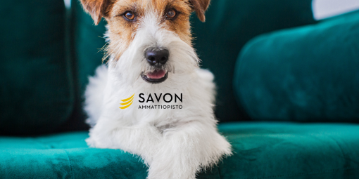 Jackrusselin terrieri makoilee turkoosilla sohvalla, ja koiralla on Savon ammattiopiston logo rinnassa.