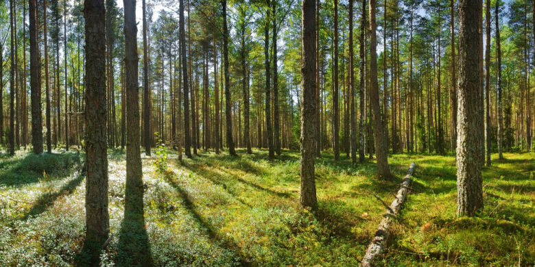 Ympäristövastuullisuus osaksi hankintoja