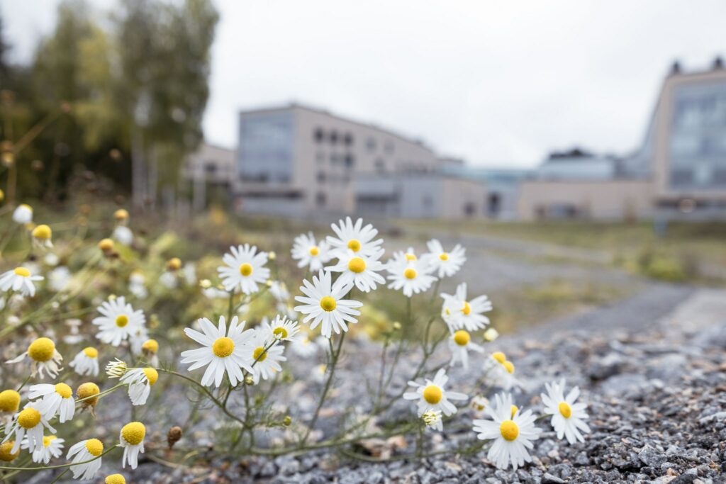 Päiväkakkaroita etualalla ja isoja rakennuksia taustalla.