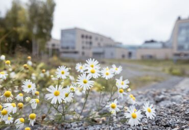 Päiväkakkaroita etualalla ja isoja rakennuksia taustalla.
