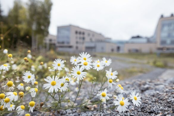 Päiväkakkaroita etualalla ja isoja rakennuksia taustalla.