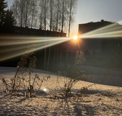 Talvinen kuva, jossa etualalla kuivaneita kasveja ja taka-alalla aurinko siivilöityy isojen rakennusten välistä.