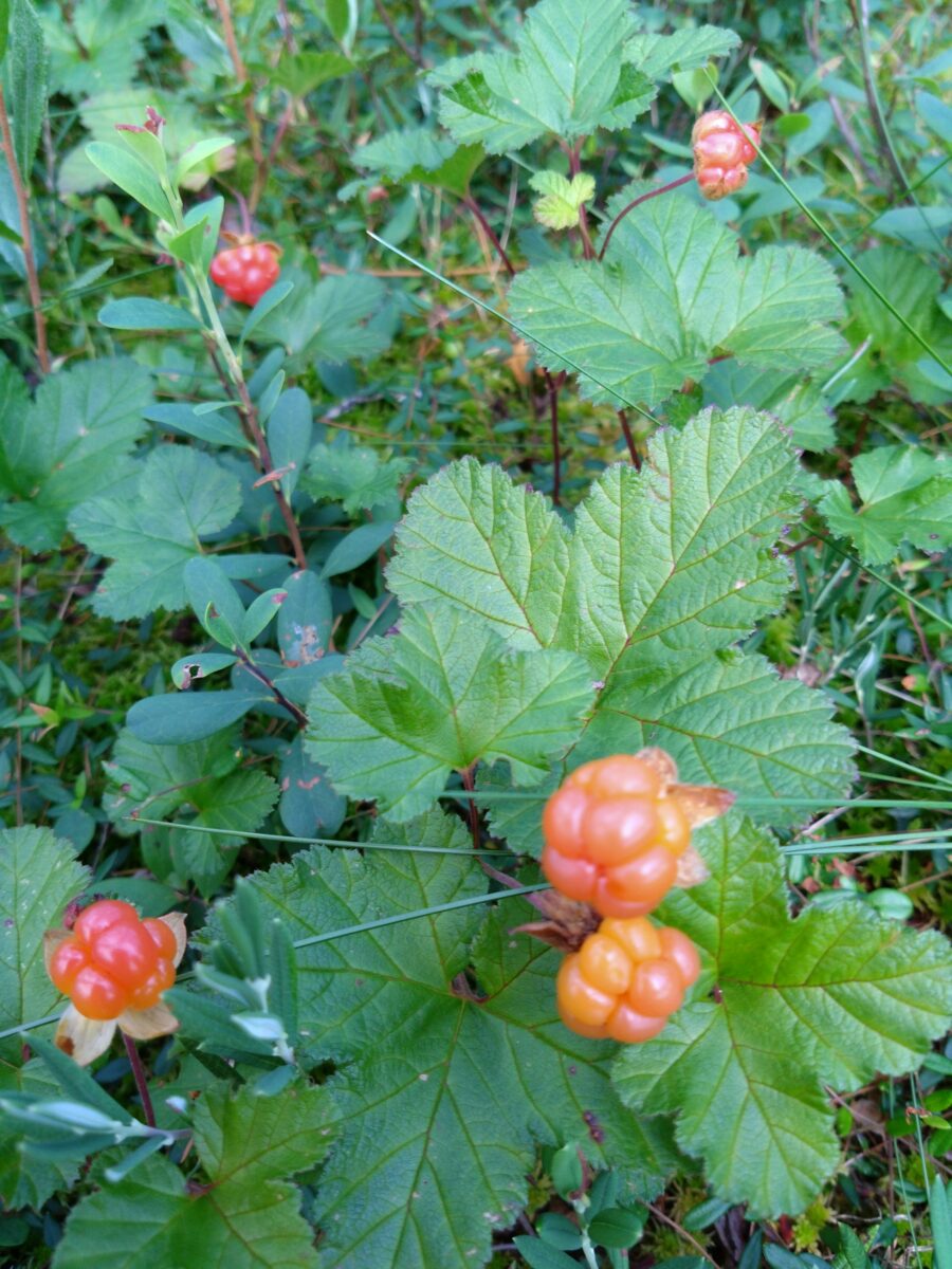 Kypsiä lakkoja metsässä.